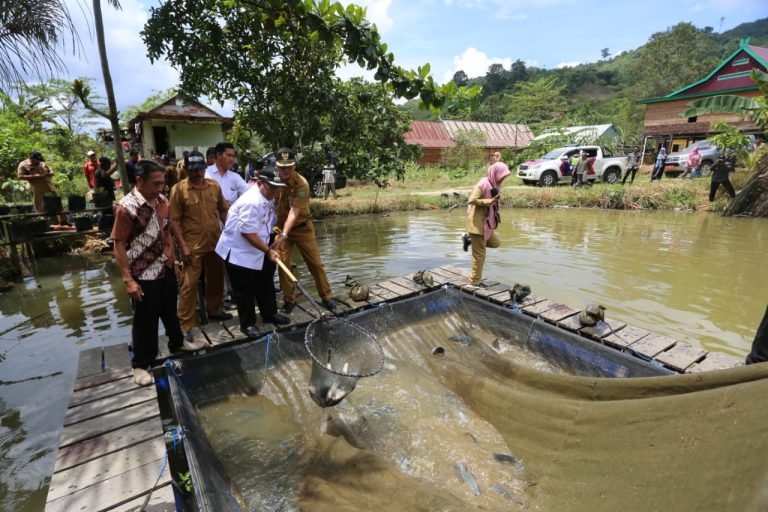 Di Teluk Pandan, Bupati Panen Perdana Ikan Air Tawar