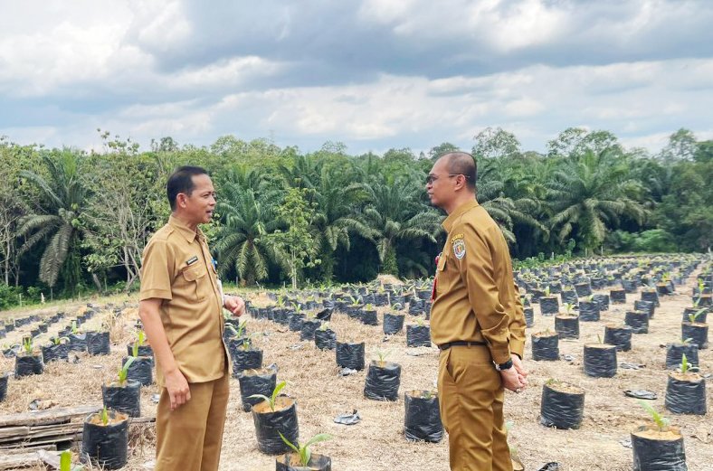 Tingkatkan Produksi Perkebunan, Disbun Kaltim Siapkan 50 Ribu Benih Unggul 